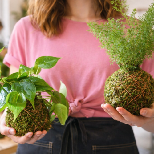 Taller de kokedama colgante: el arte de crear plantas sin maceta
