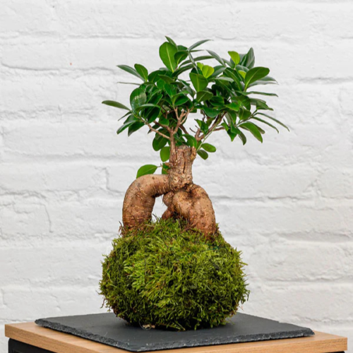 Kokedama - Ficus Ginseng