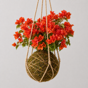 Kokedamas