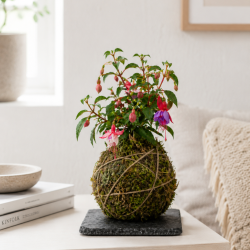 Kokedama - Fuchsia