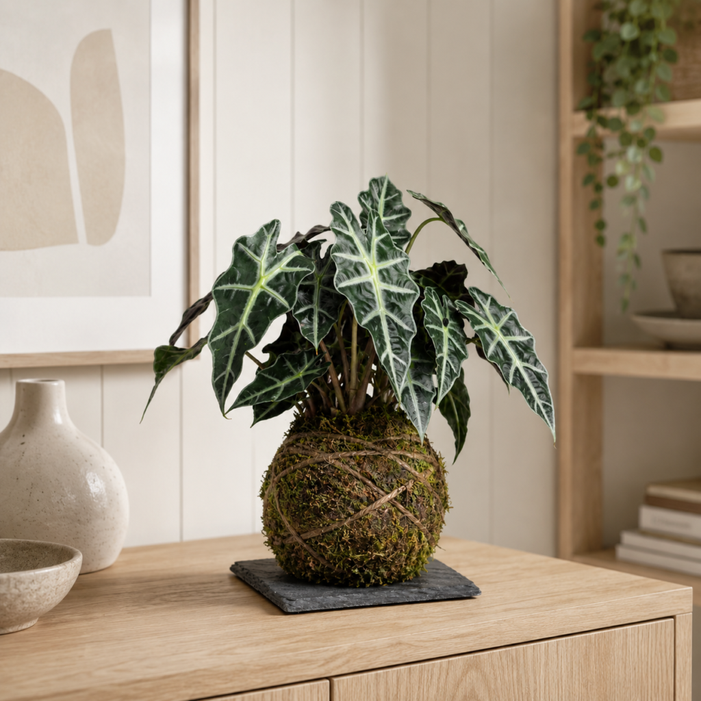 Kokedama - Alocasia