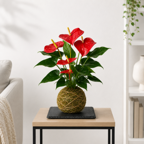 Kokedama - Anthurium Rojo