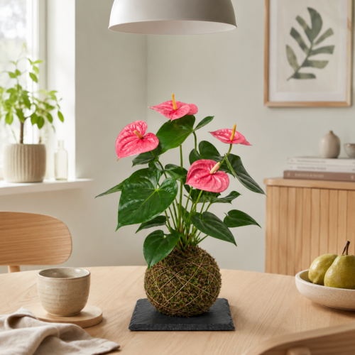 Kokedama - Anthurium Rosa