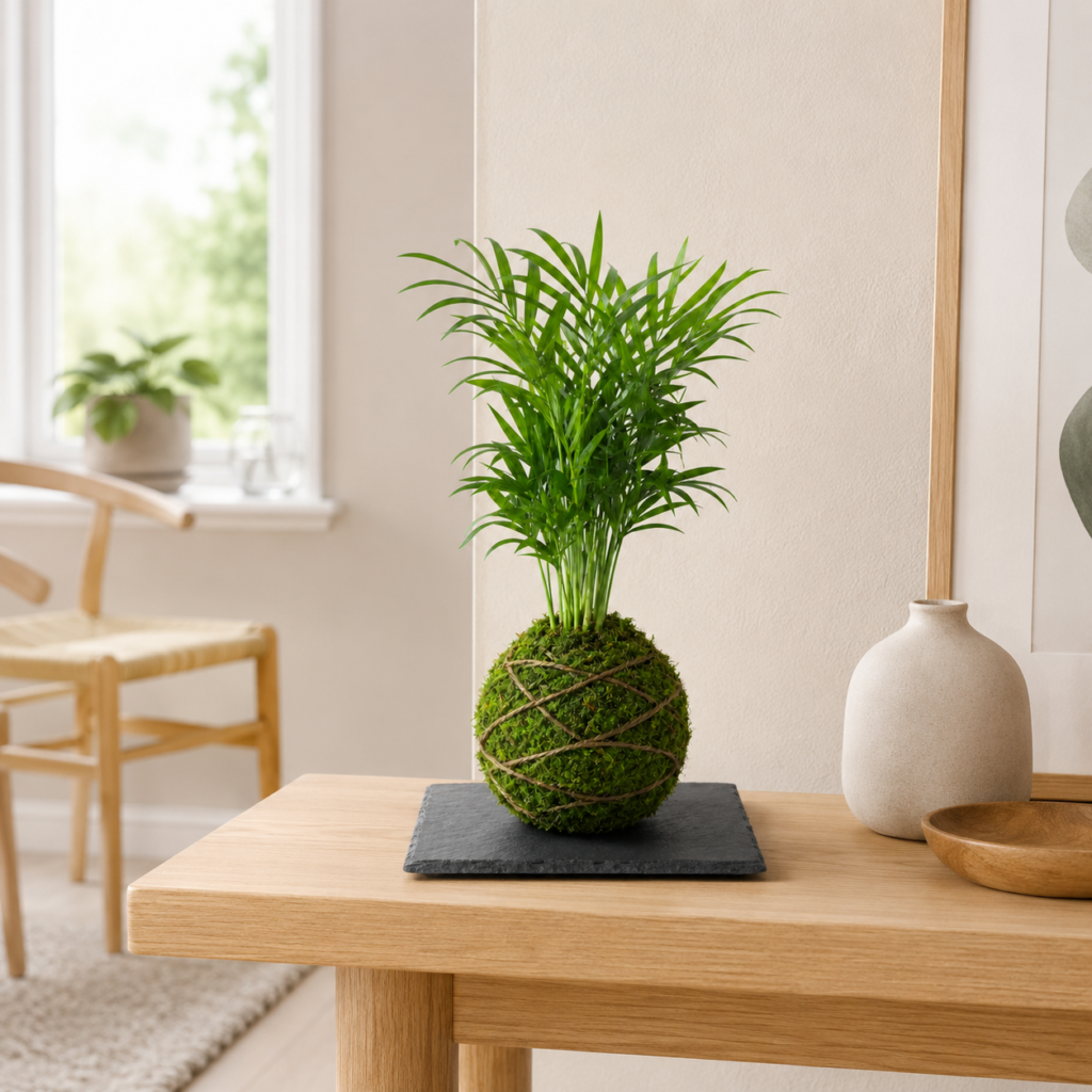 Kokedama - Chamaedorea Elegans