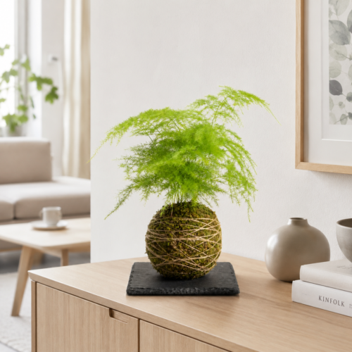 Kokedama - Esparraguera