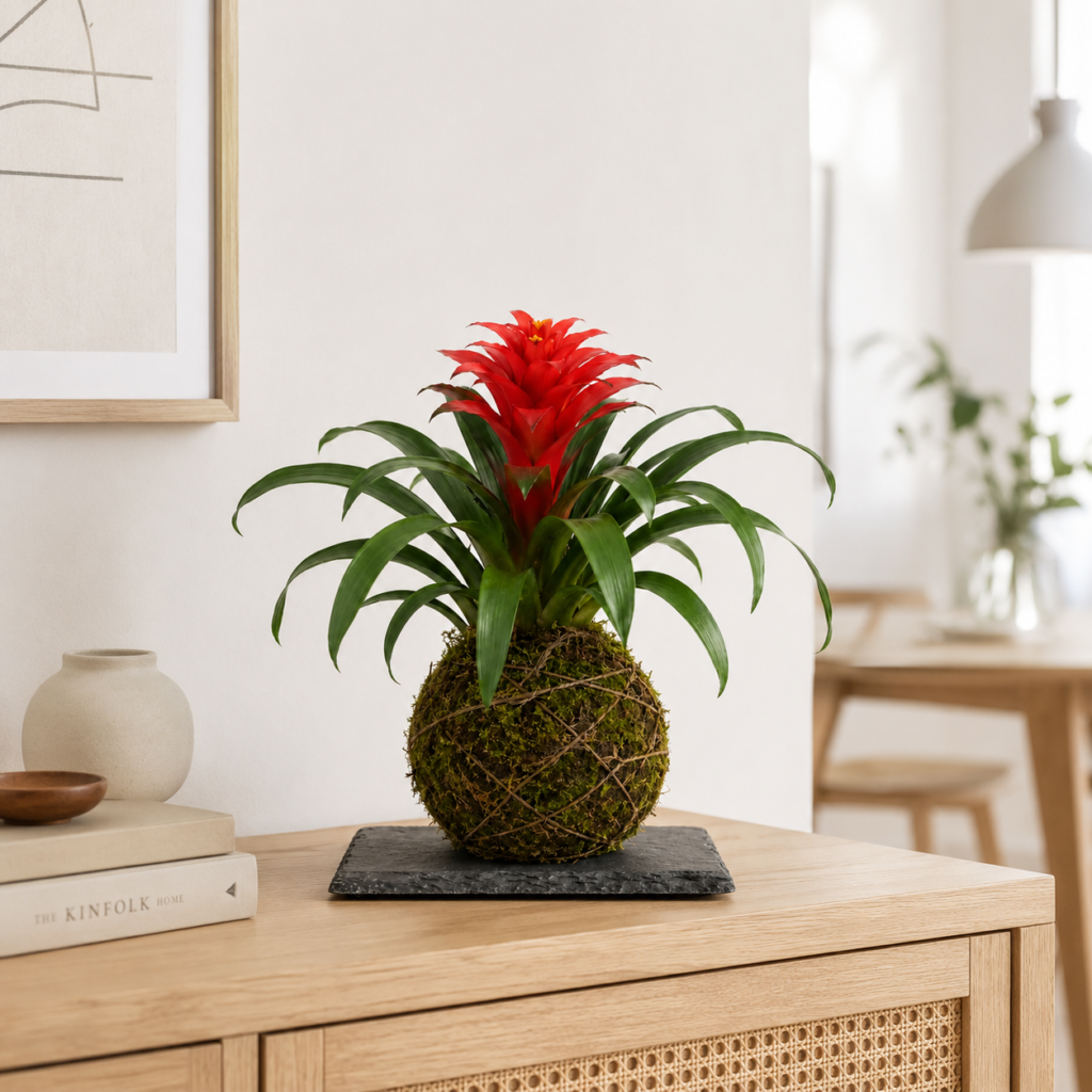 Kokedama - Guzmania