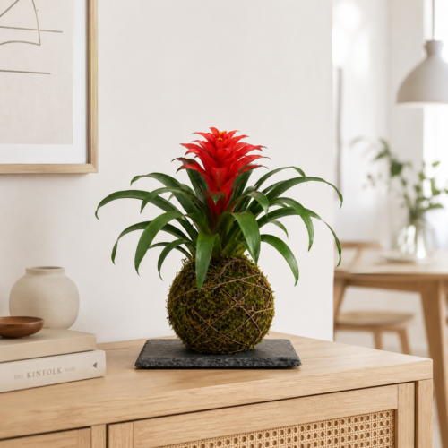 Kokedama - Guzmania