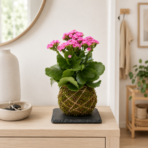 Kokedama - Kalanchoe