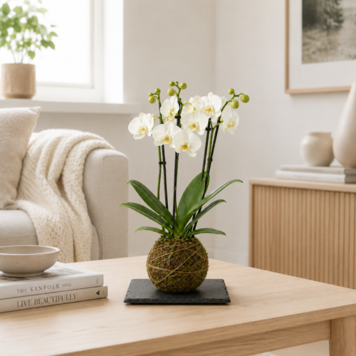 Kokedama - Orquídea Phalaenopsis