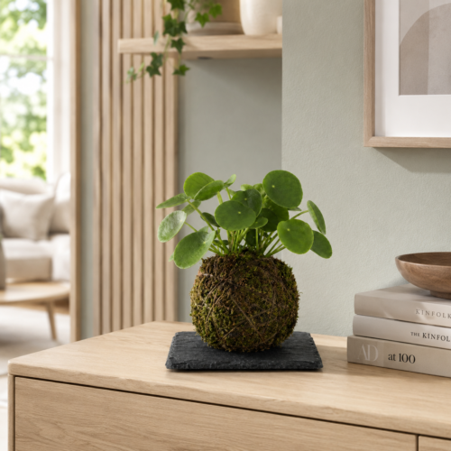 Kokedama - Pilea peperomioides