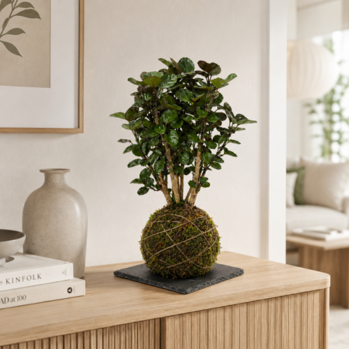 Kokedama - Polyscia