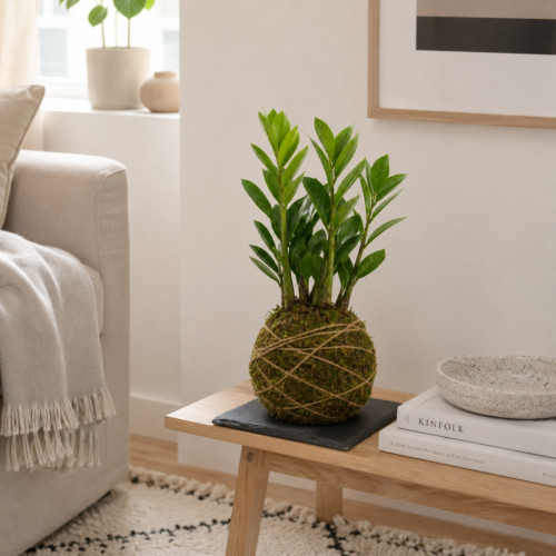 Kokedama - Zamioculca