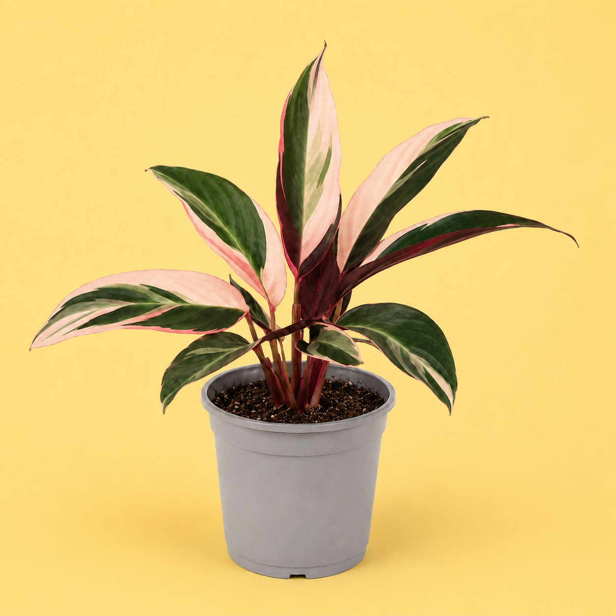 Calathea Triostar - Imagen 4