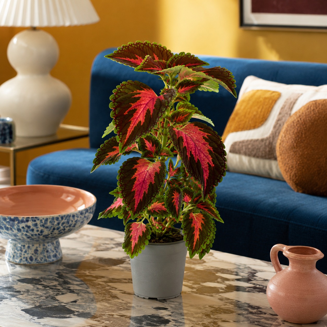 Coleo Kong Rose - Imagen 2