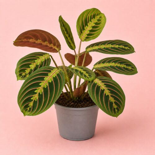 Maranta leuconeura