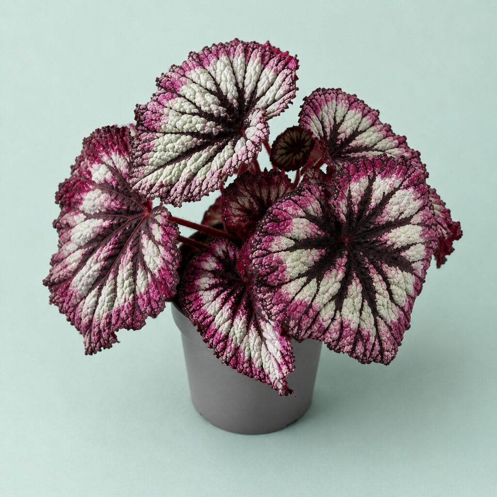 Begonia Rex Fireworks
