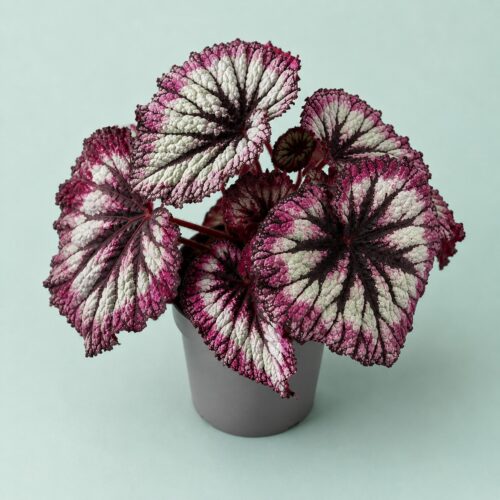 Begonia Rex Fireworks